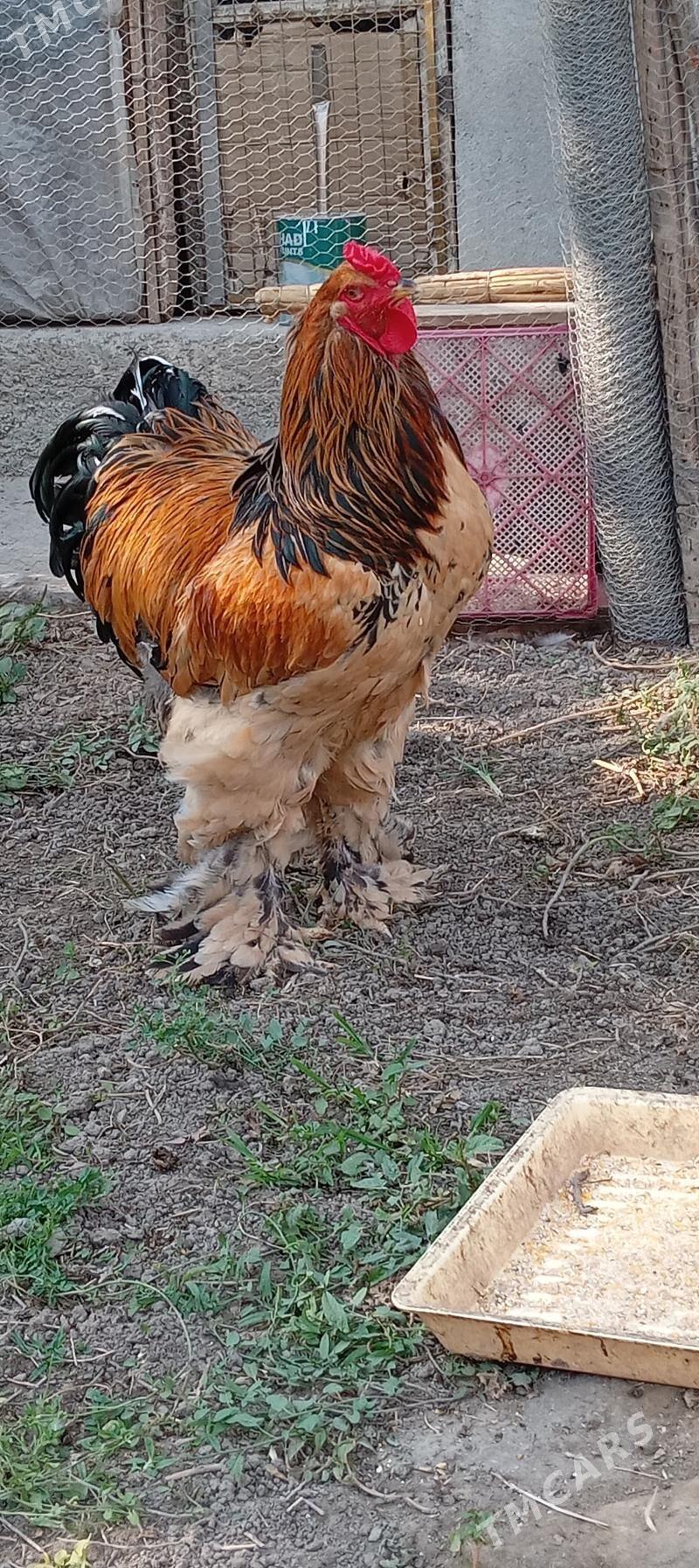 brama - Бузмеин - img 2