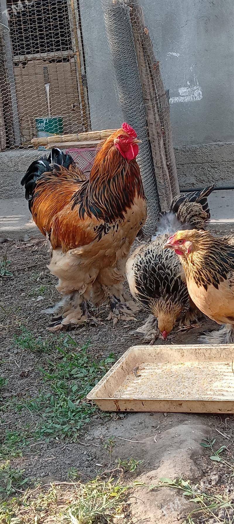 brama - Бузмеин - img 5