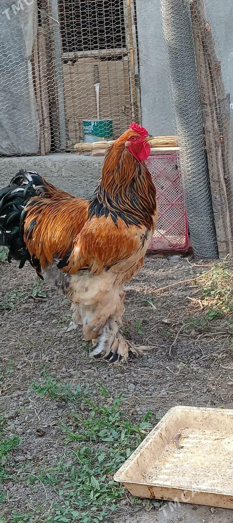 brama - Бузмеин - img 1