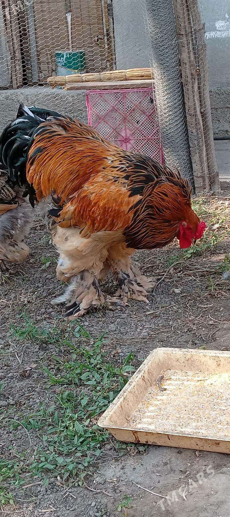 brama - Бузмеин - img 3