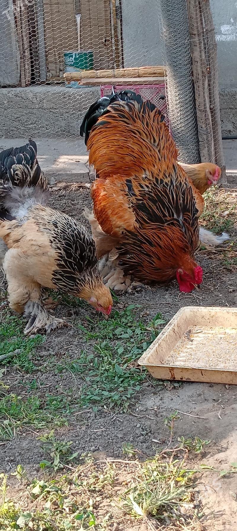 brama - Бузмеин - img 4