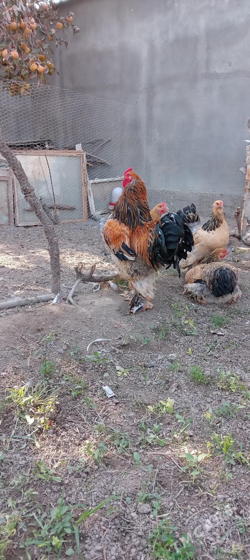 brama - Бузмеин - img 6