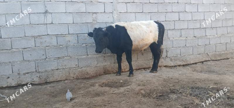 gole okuz - Бузмеин - img 2