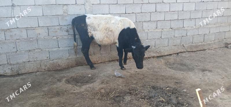 gole okuz - Бузмеин - img 4