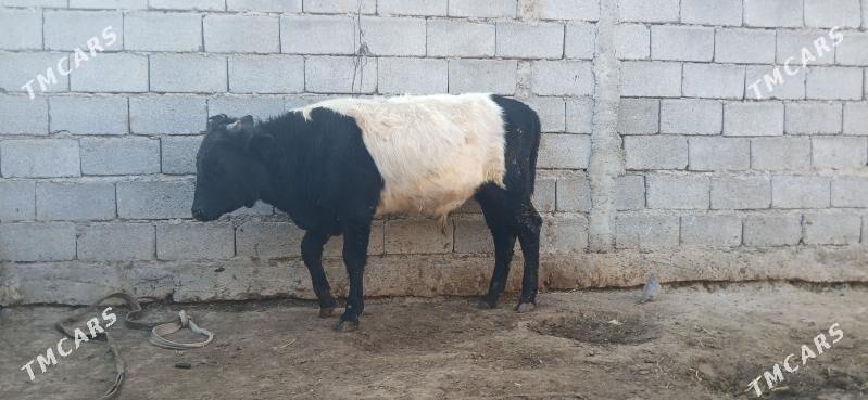 gole okuz - Бузмеин - img 5