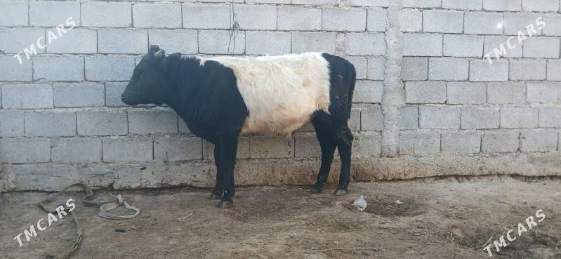 gole okuz - Бузмеин - img 3