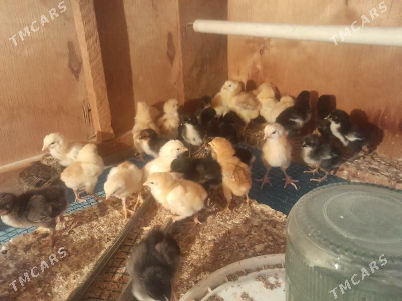 juje - Балканабат - img 2