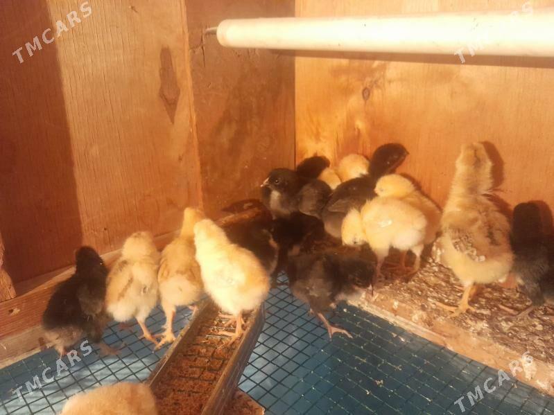 juje - Балканабат - img 1