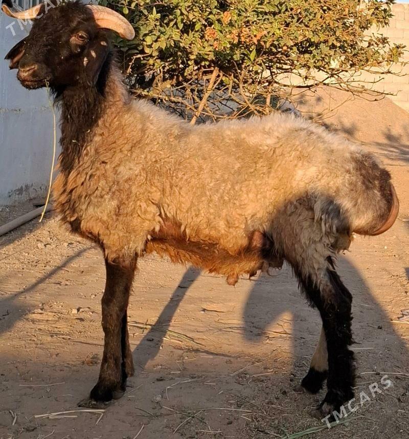 Goýun we geçiler - Aşgabat - img 2