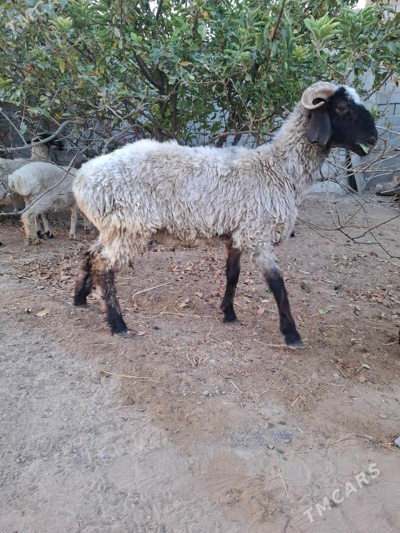 Goýun we geçiler - Aşgabat - img 3