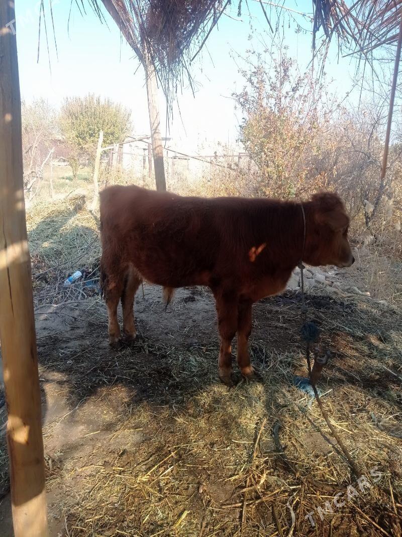 öküz - Фарап - img 3