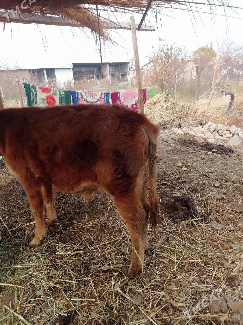 öküz - Фарап - img 2