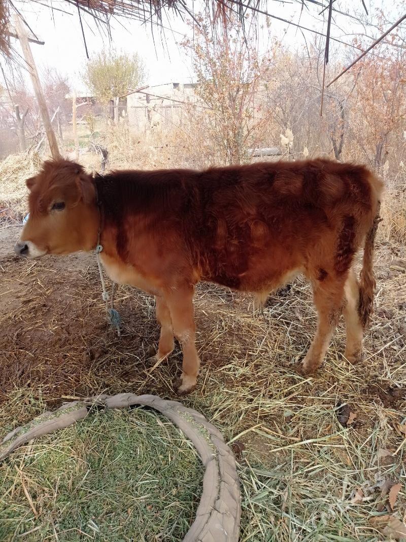 öküz - Фарап - img 4