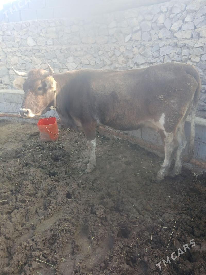 sigir - Bäherden - img 1