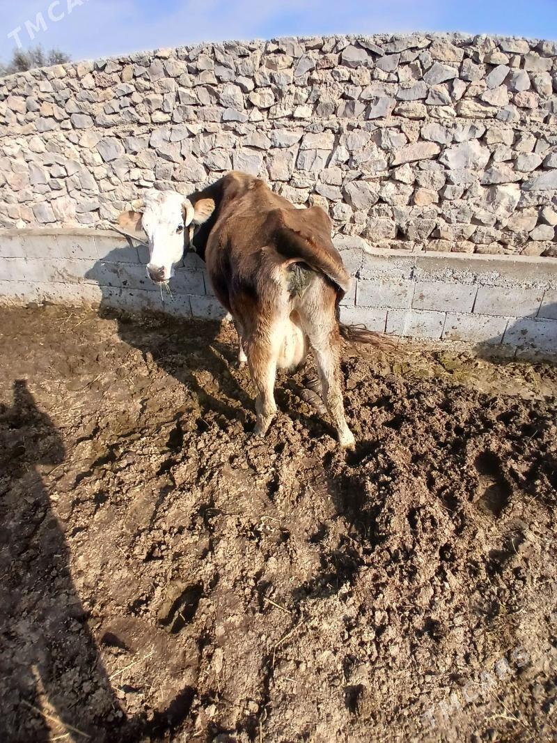 sagilyan sigir - Бахарден - img 1