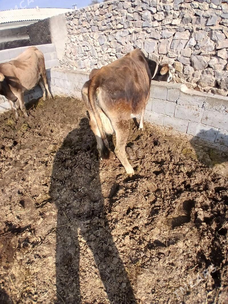 sagilyan sigir - Бахарден - img 3