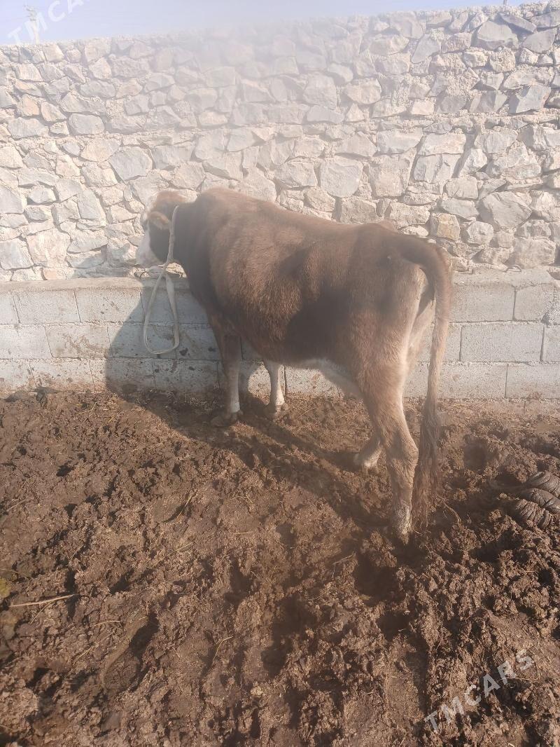 sagilyan sigir - Бахарден - img 4