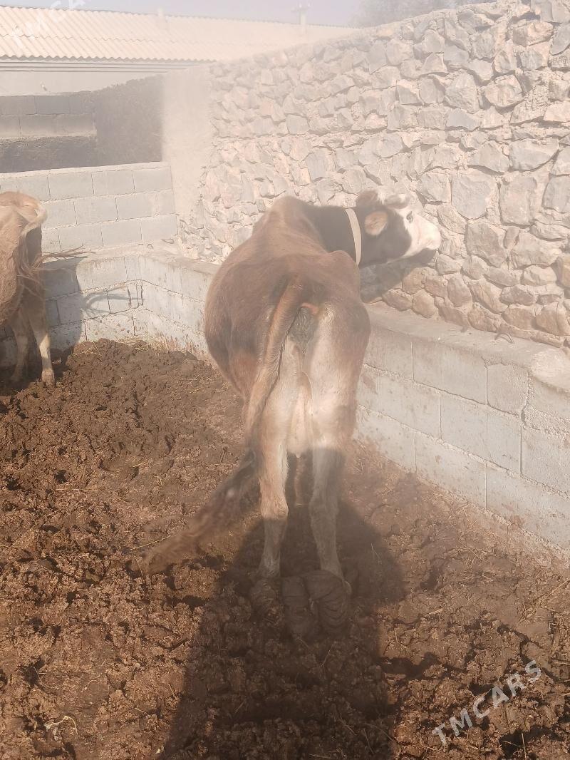 sagilyan sigir - Бахарден - img 7