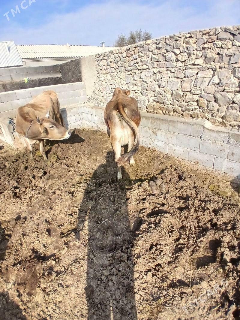 sagilyan sigir - Бахарден - img 5