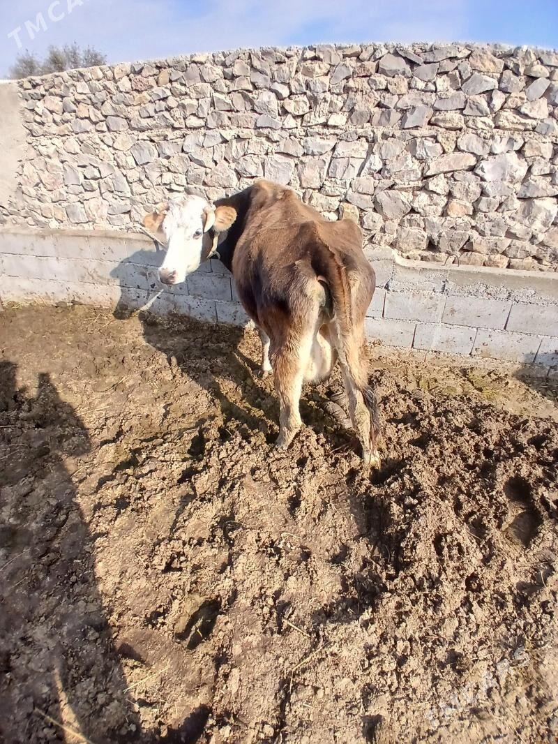 sagilyan sigir - Бахарден - img 2