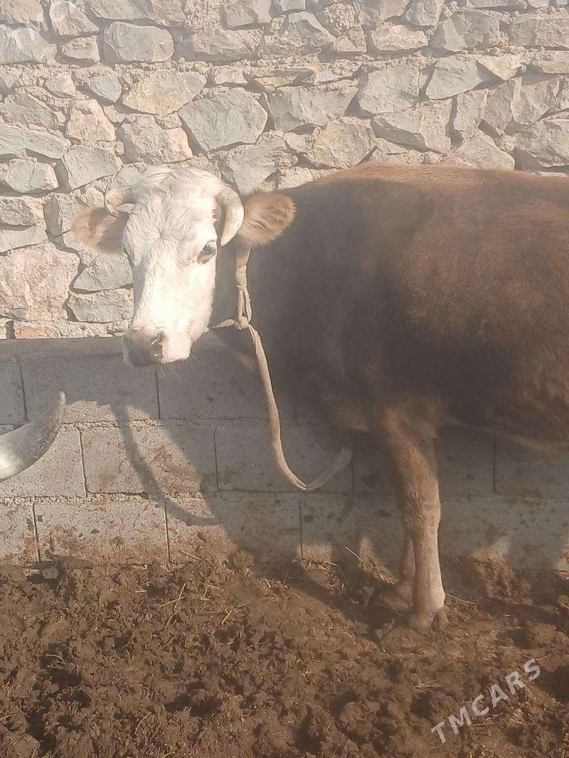 sagilyan sigir - Бахарден - img 8