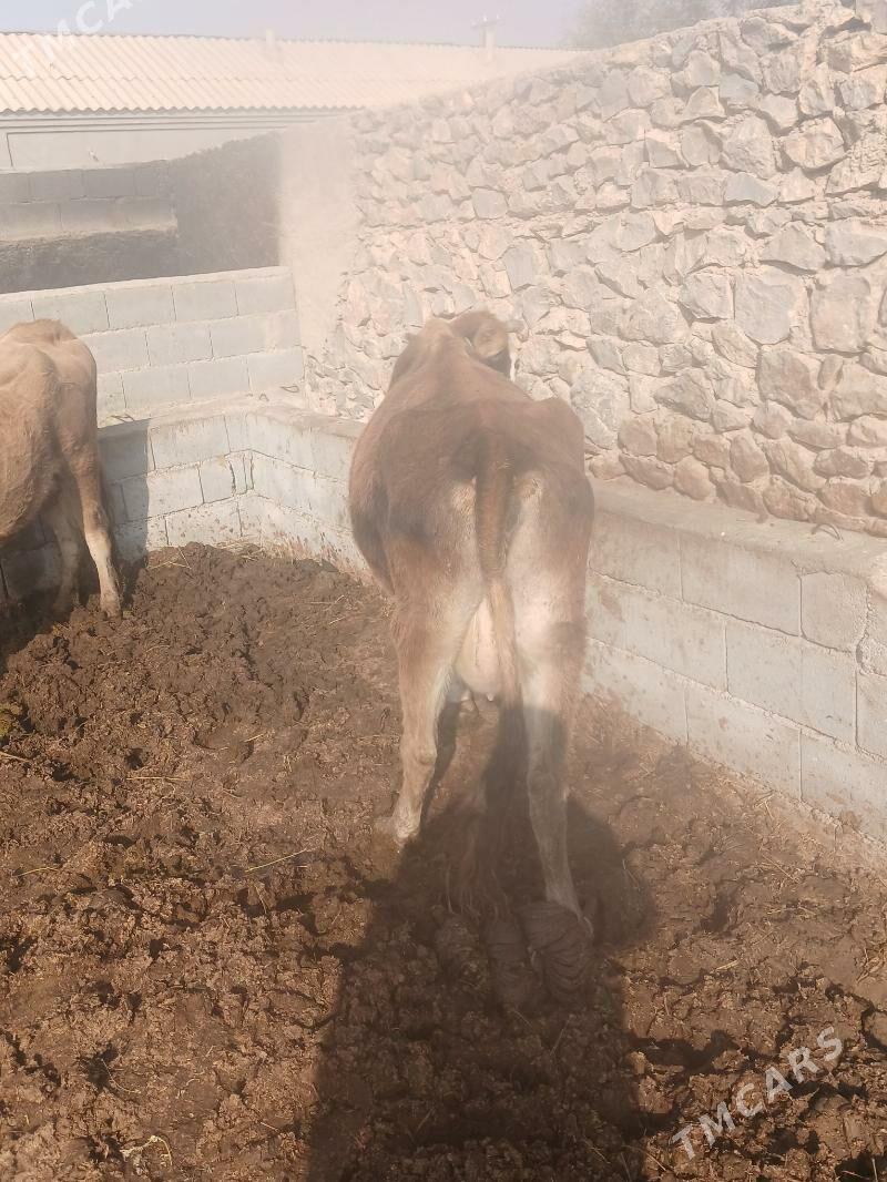 sagilyan sigir - Бахарден - img 6