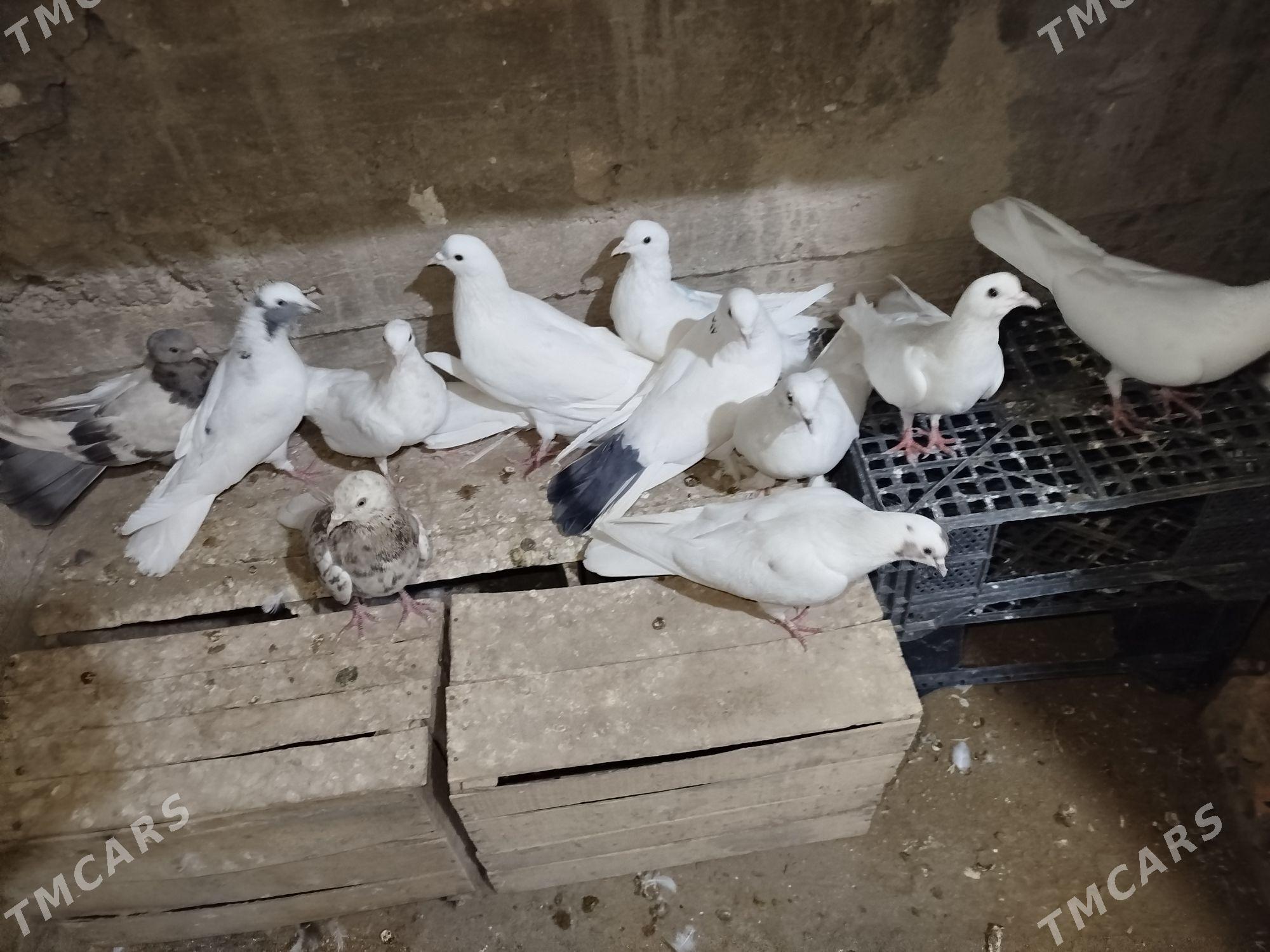 Kepderi - Гумдаг - img 1