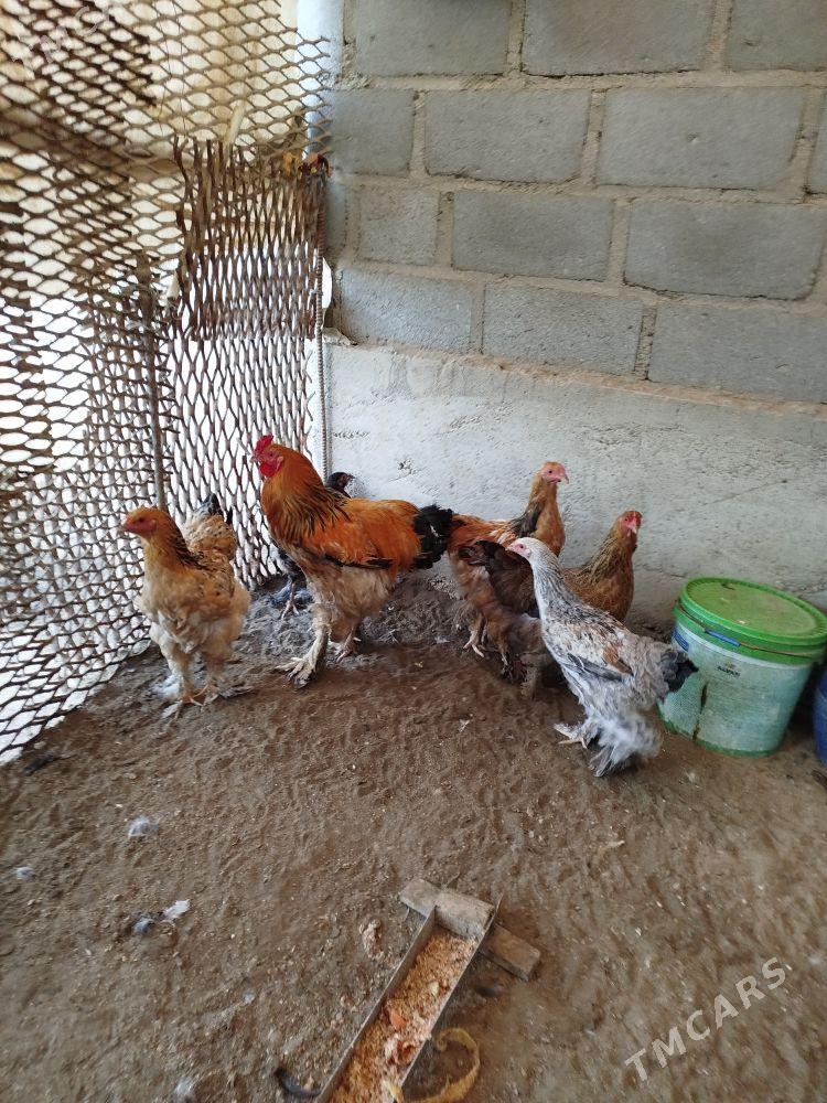 Byrama towyk - Гумдаг - img 2