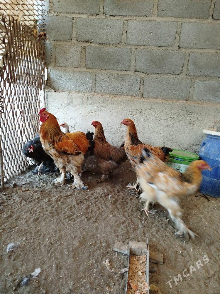 Byrama towyk - Гумдаг - img 1