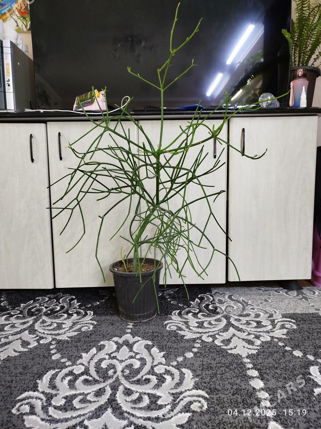 Фикус черный принц - Ruhabat (90-njy razýezd) - img 10