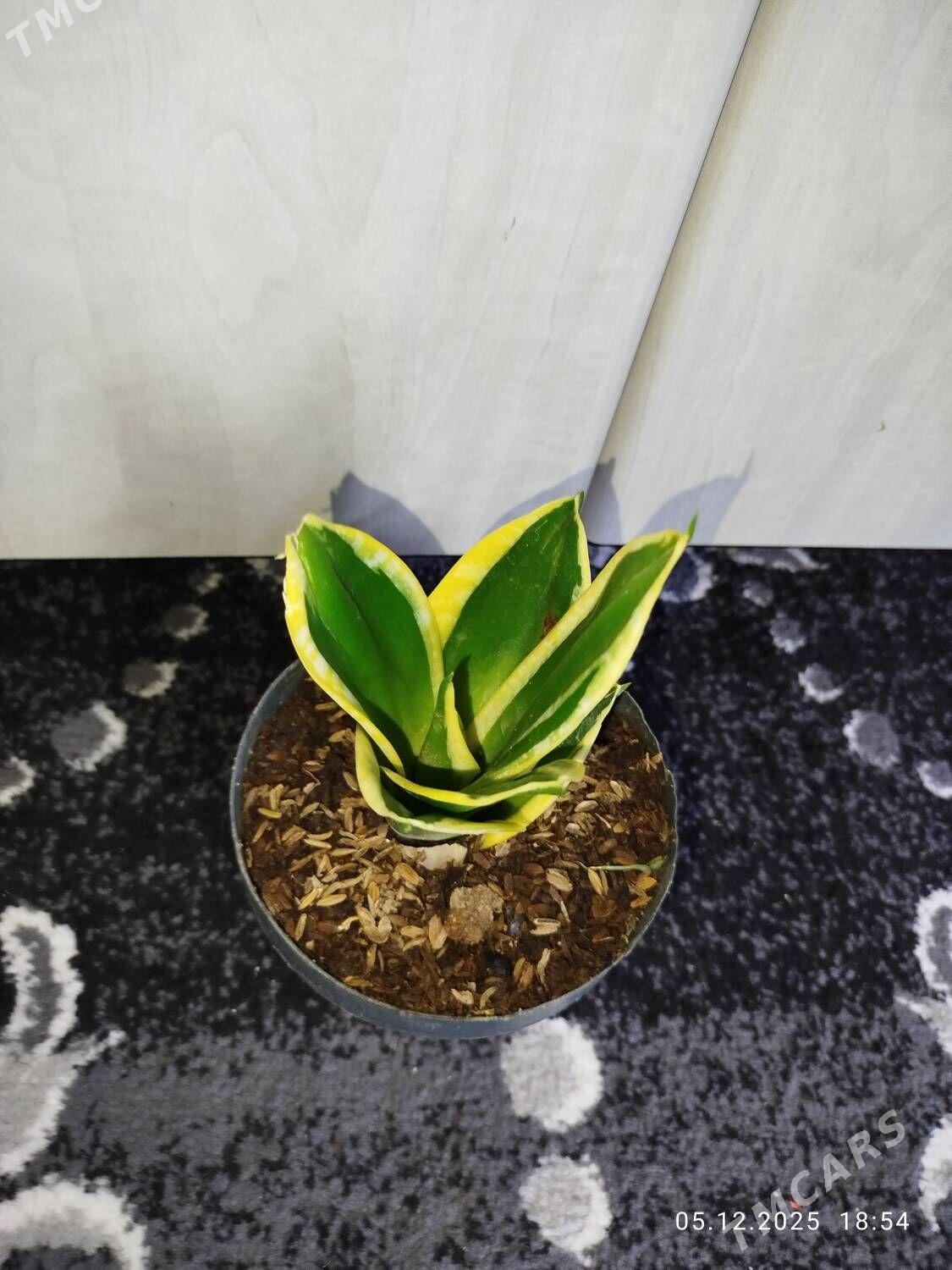 Фикус черный принц - Ruhabat (90-njy razýezd) - img 2