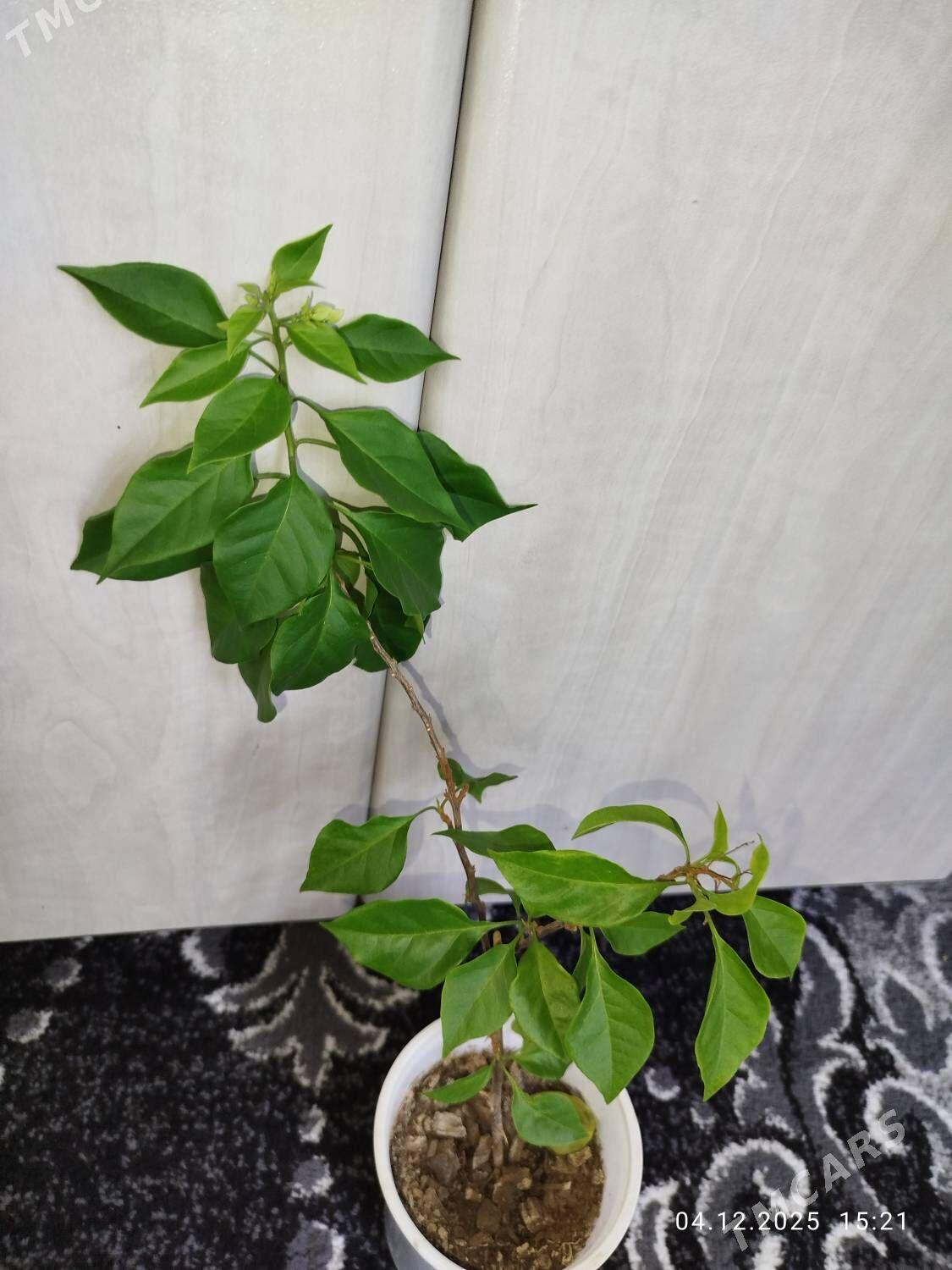 Фикус черный принц - Ruhabat (90-njy razýezd) - img 9