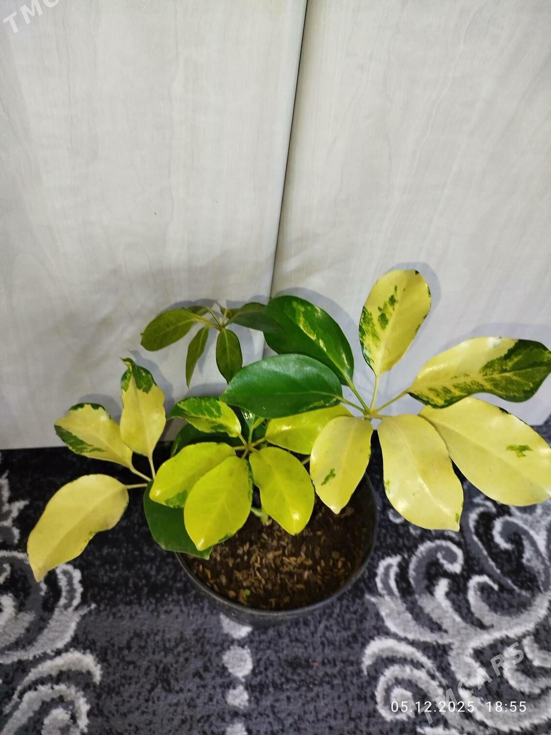 Фикус черный принц - Ruhabat (90-njy razýezd) - img 5