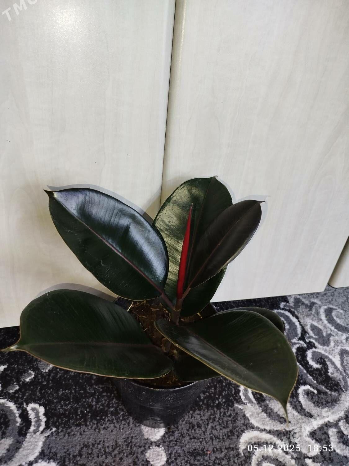 Фикус черный принц - Ruhabat (90-njy razýezd) - img 1