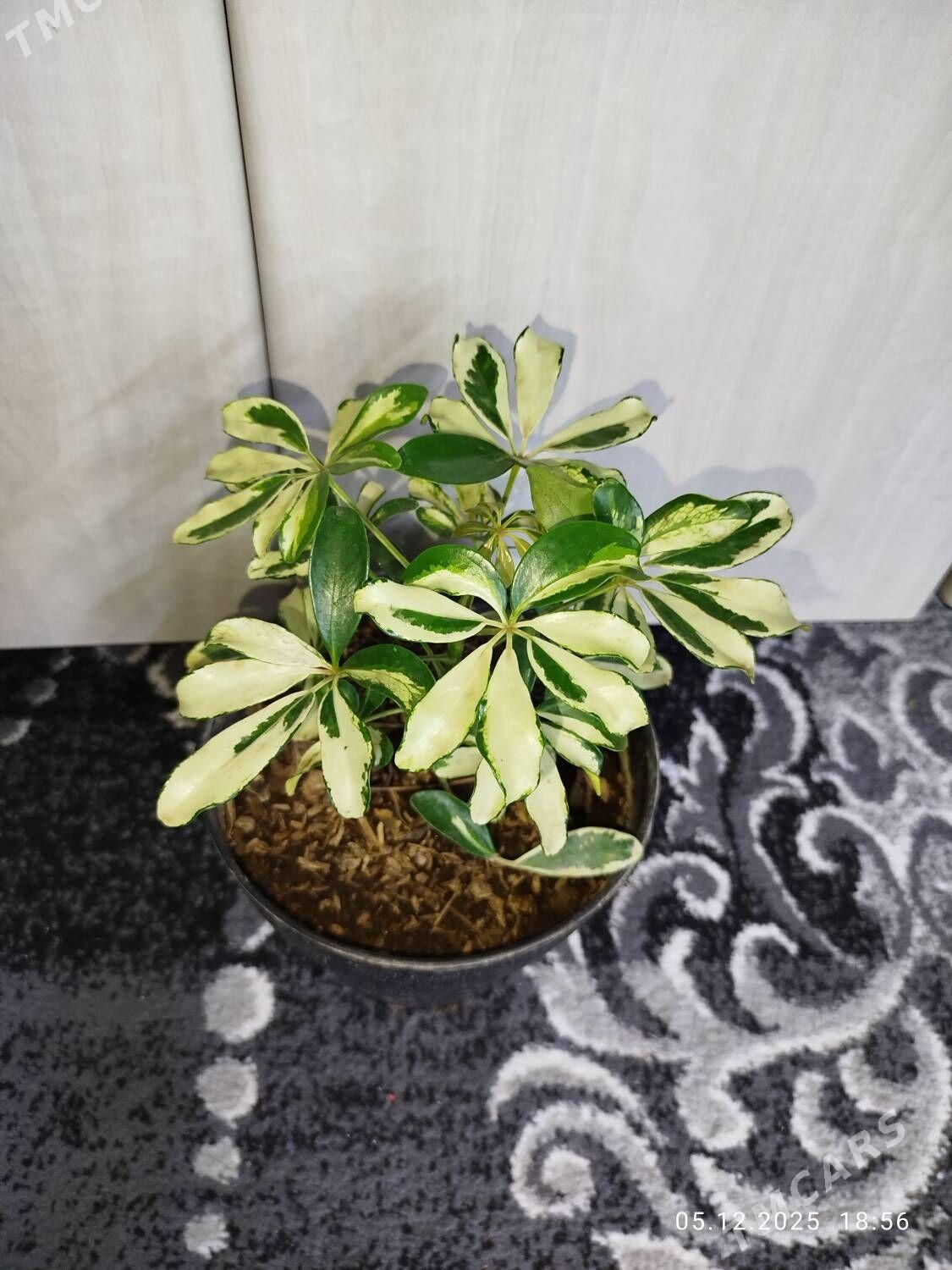 Фикус черный принц - Ruhabat (90-njy razýezd) - img 7