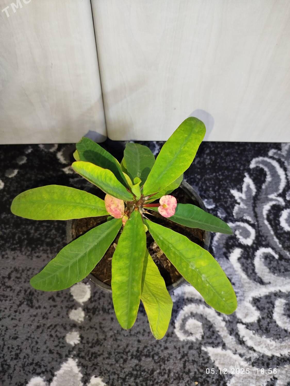 Фикус черный принц - Ruhabat (90-njy razýezd) - img 8