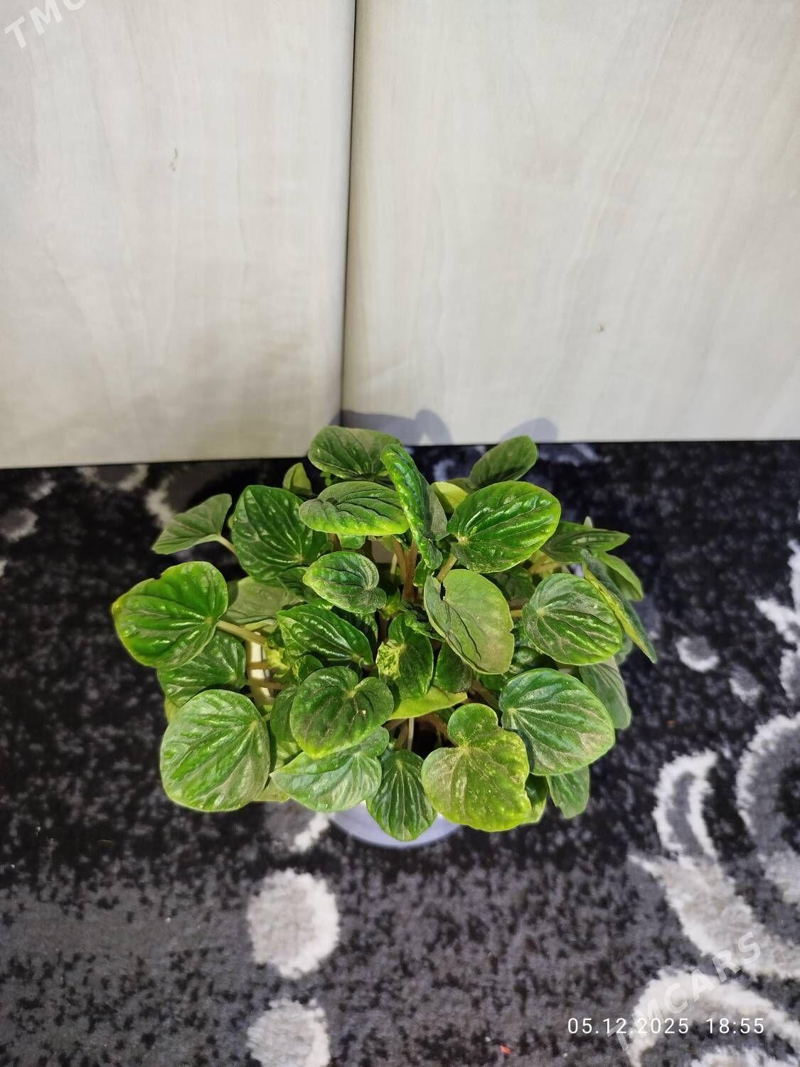 Фикус черный принц - Ruhabat (90-njy razýezd) - img 4