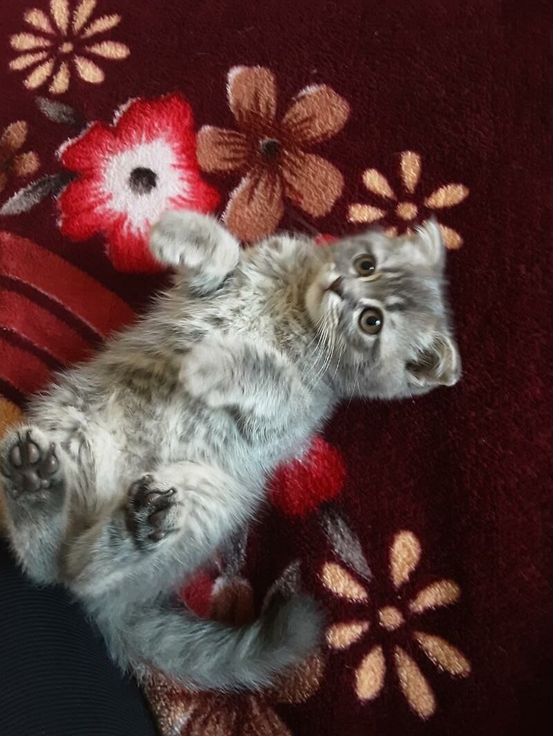 ШОТЛАНСКАЯ ДЕВОЧКА И МАЛЬЧИК - Aşgabat - img 5