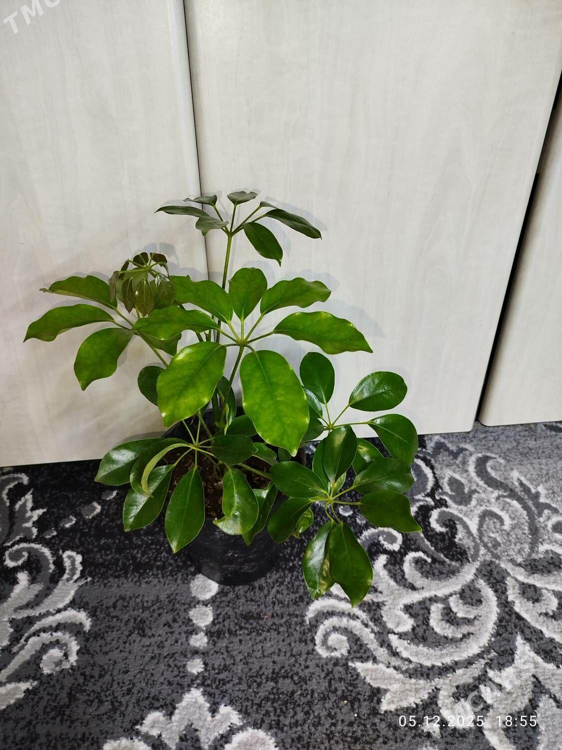 Фикус черный принц - Ruhabat (90-njy razýezd) - img 6