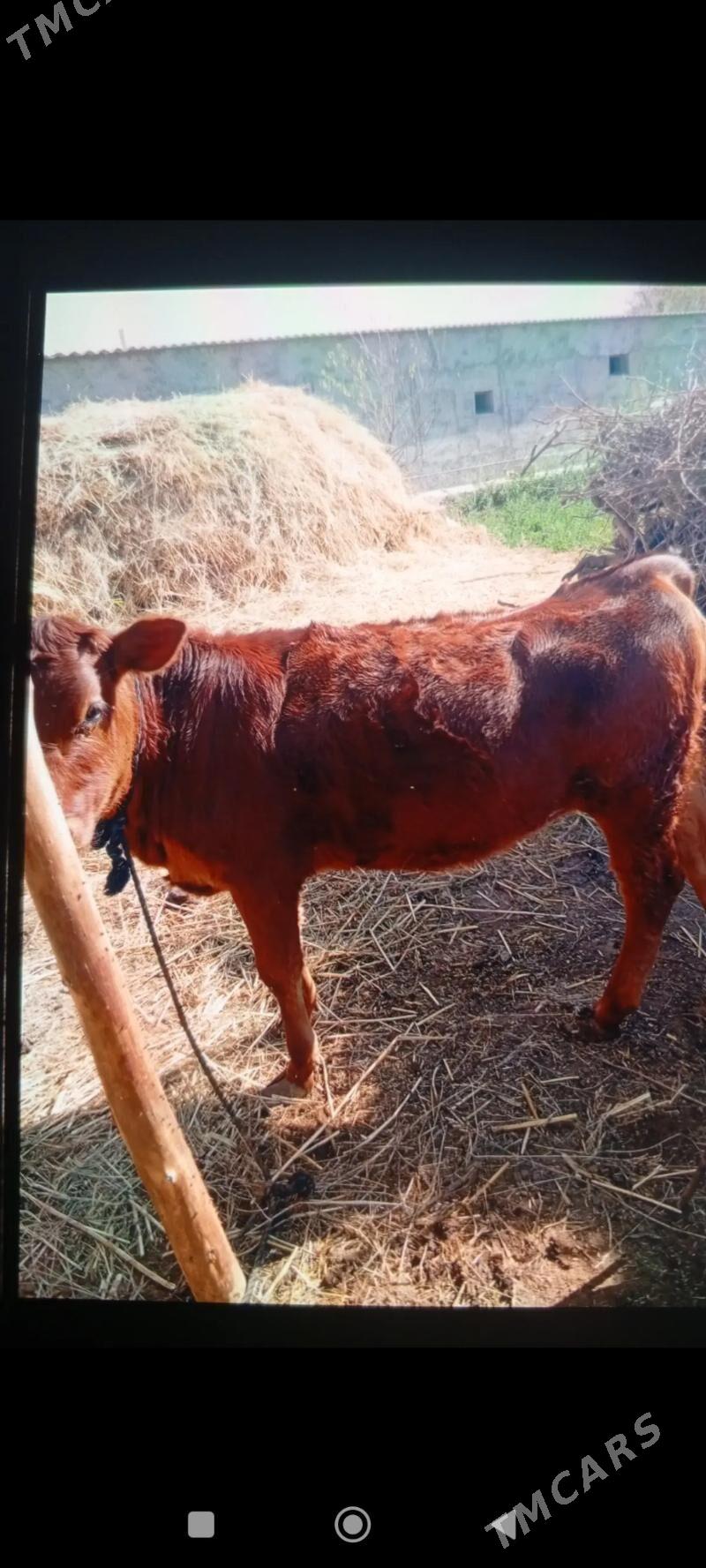 öküzçe - Ýolöten - img 1