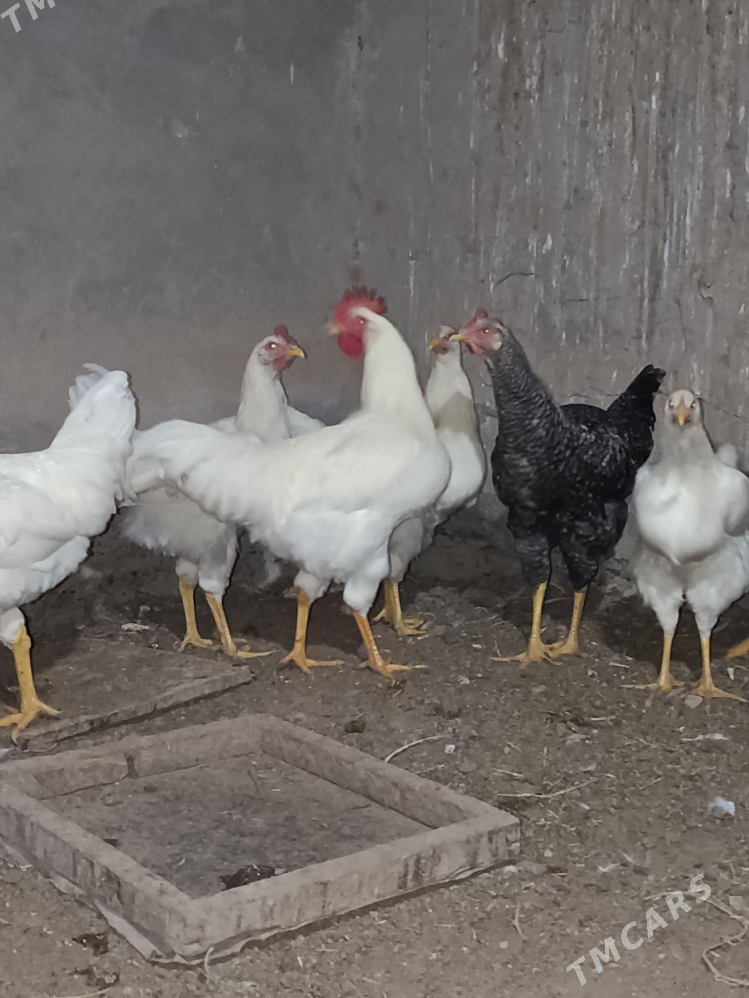 Gigant horoz - Sakarçäge - img 3