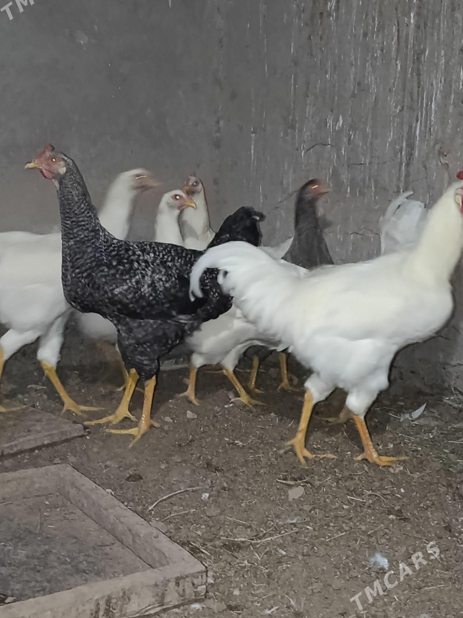 Gigant horoz - Sakarçäge - img 1