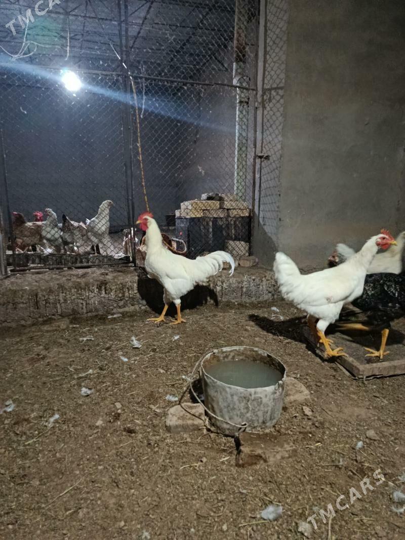 Gigant horoz - Sakarçäge - img 2