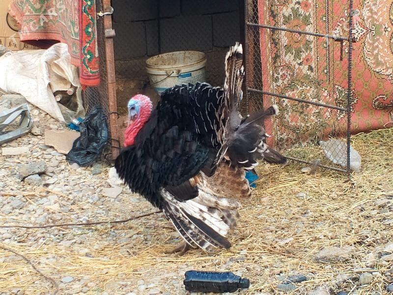 INDUK - Tagtabazar - img 2