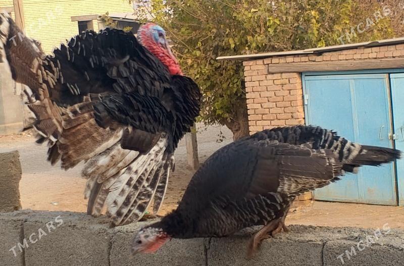 INDUK - Tagtabazar - img 1