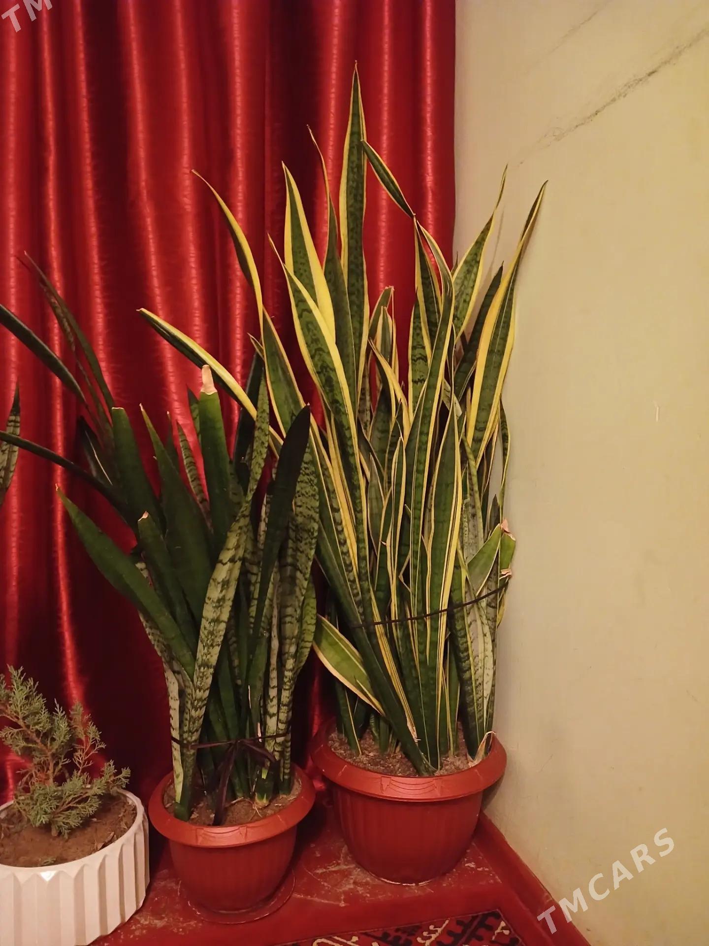 oy guli - Aşgabat - img 1