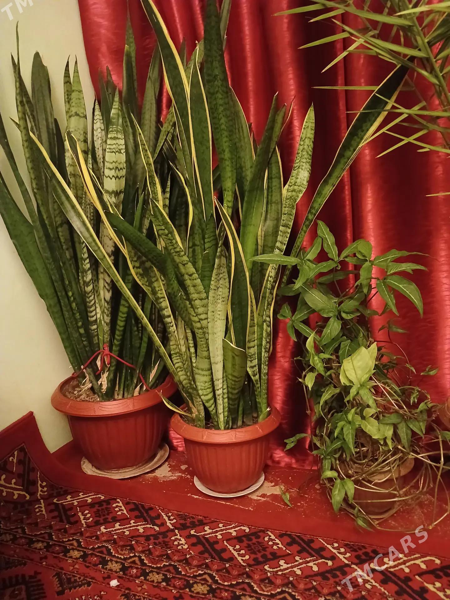 oy guli - Aşgabat - img 2