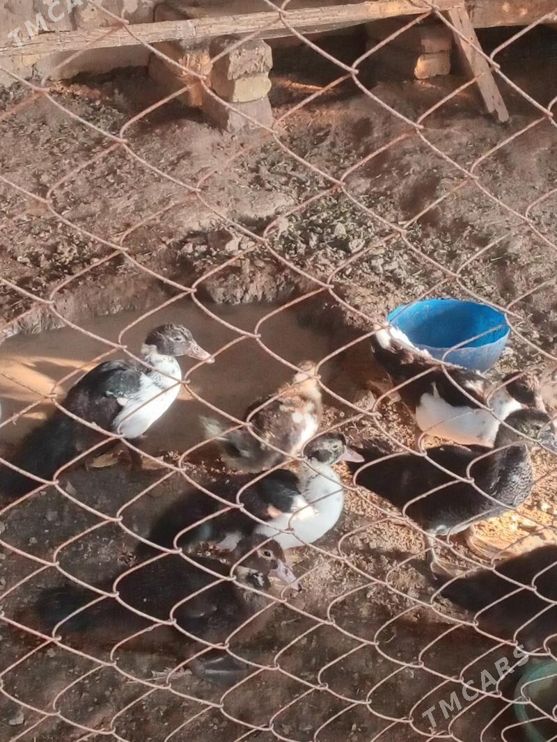 indawutga - Mary - img 2