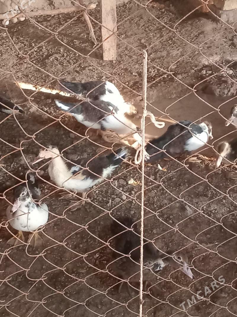 indawutga - Mary - img 3