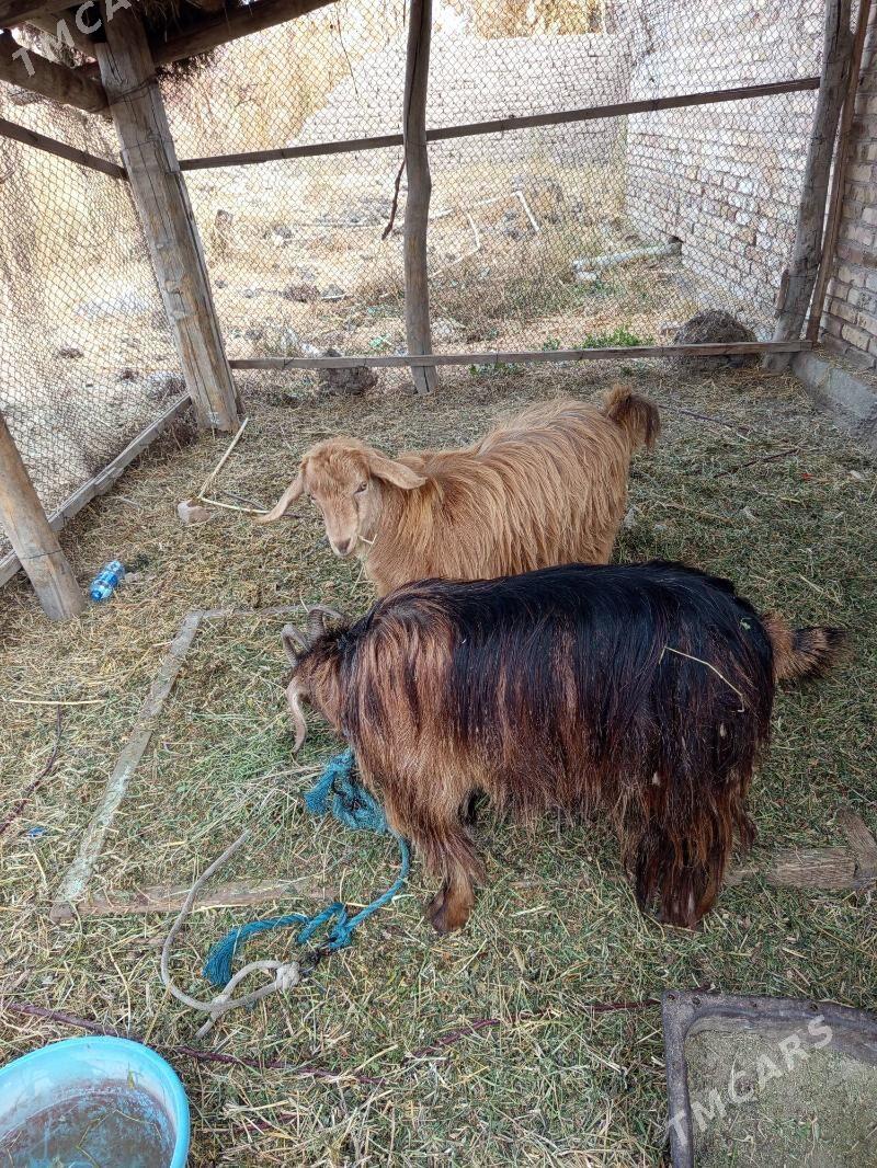 geciler - Türkmenabat - img 2